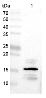 Mouse Anti-Monkeypox virus/MPXV A29L Antibody (SAA0286)